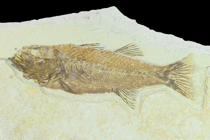 Fossil Fish (Mioplosus) - Uncommon Species #132872